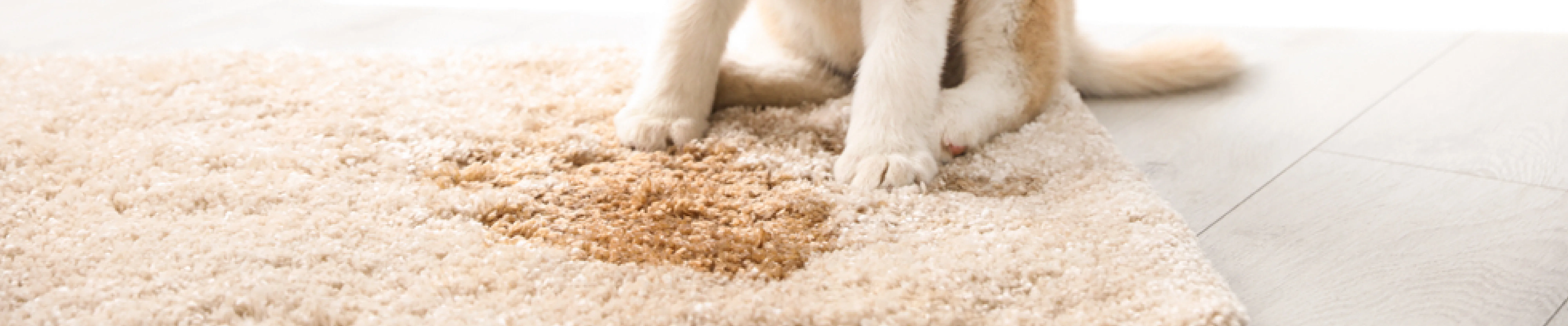 carpet cleaning in new jersey, carpet cleaning new jersey, carpet cleaners in new jersey, carpet cleaners in new jersey, commercial carpet cleaning, commercial carpet cleaning in new jersey, new jersey rug cleaners, rug cleaning services in new jersey, same day carpet cleaning, same day rug cleaning in new jersey, carpet cleaning in nj, carpet cleaning nj, carpet cleaners in nj, carpet cleaners in nj, commercial carpet cleaning, commercial carpet cleaning in nj, nj rug cleaners, rug cleaning services in nj, same day carpet cleaning, same day rug cleaning in nj